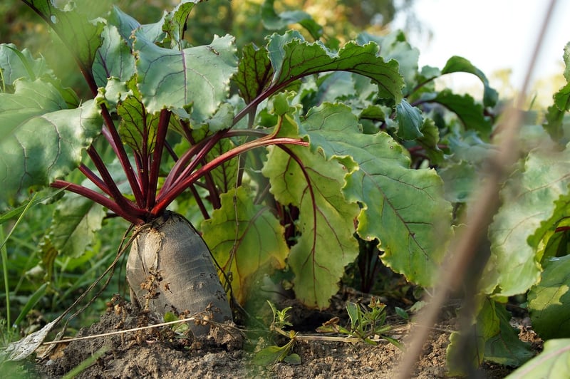 Soil Nutrition