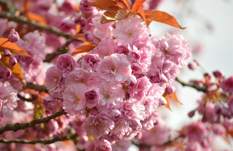 Cherry Trees