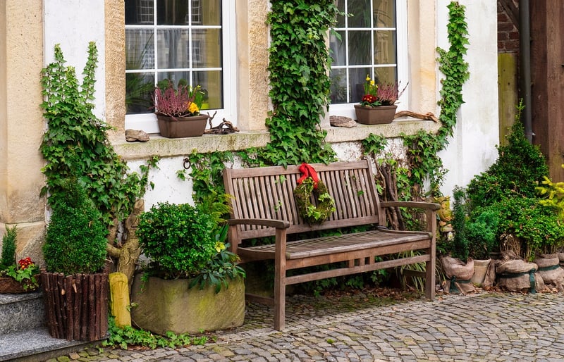 English Ivy