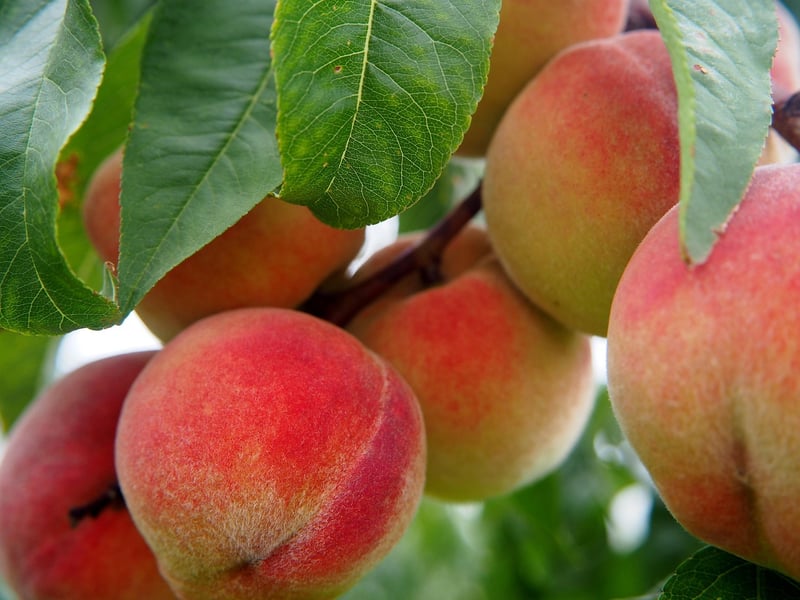 Peach Trees
