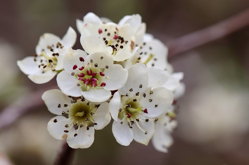 Pear Trees