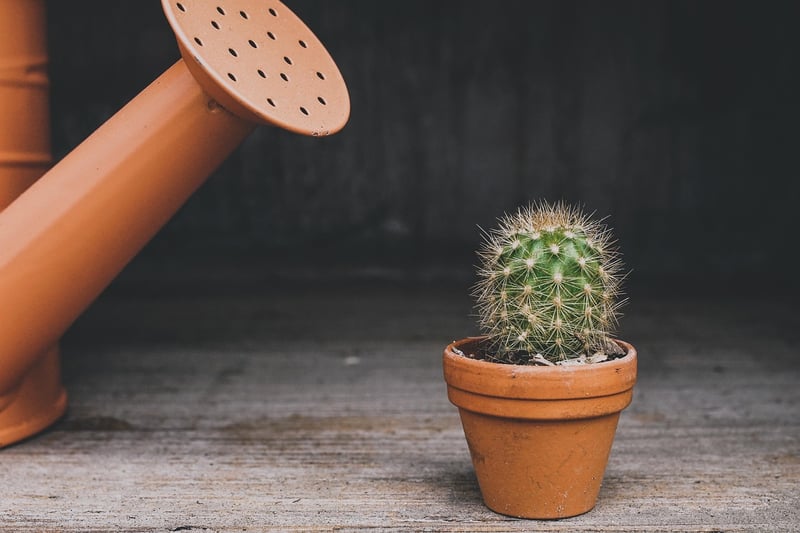 Repotting Guide